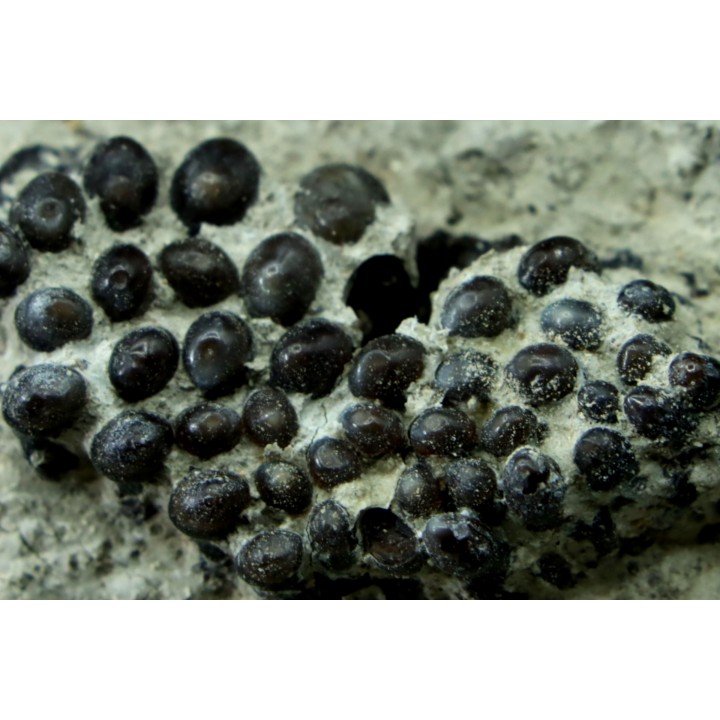 Lepidotes teeth : Scheenstia mantelli - Berriasian - Cherves-de-cognac, FRANCE