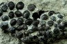 Lepidotes teeth : Scheenstia mantelli - Berriasian - Cherves-de-cognac, FRANCE