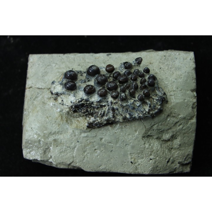 Lepidotes teeth : Scheenstia mantelli  - Berriasian - Cherves-de-cognac, FRANCE
