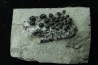 Lepidotes teeth : Scheenstia mantelli - Berriasian - Cherves-de-cognac, FRANCE