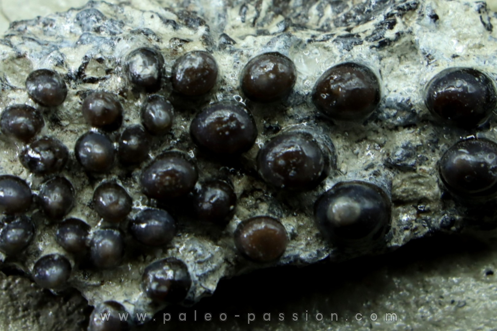 Lepidotes teeth : Scheenstia mantelli - Berriasian - Cherves-de-cognac, FRANCE