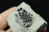 Lepidotes teeth : Scheenstia mantelli - Berriasian - Cherves-de-cognac, FRANCE