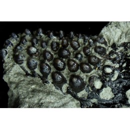 Lepidotes teeth : Scheenstia mantelli - Berriasian - Cherves-de-cognac, FRANCE