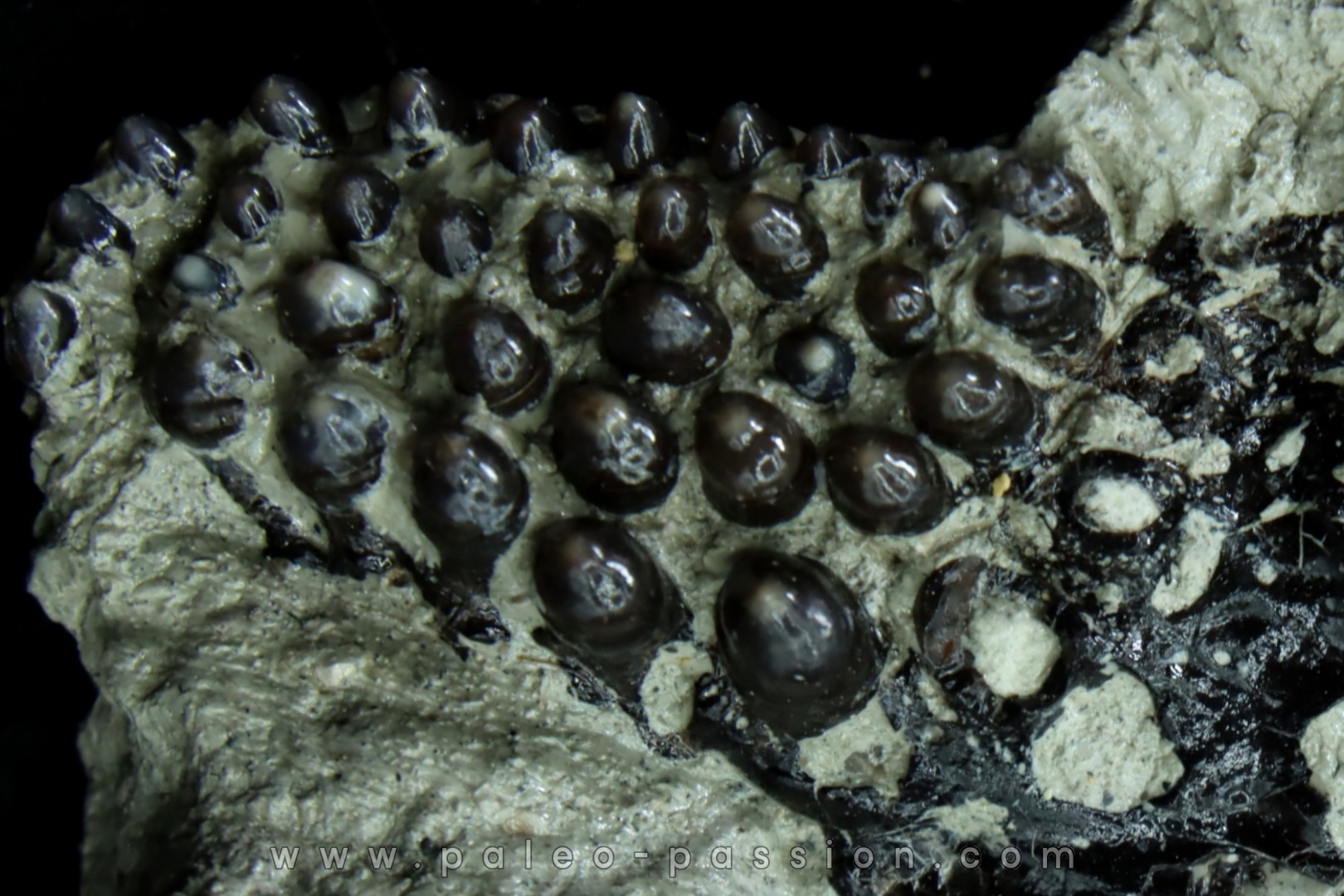 Lepidotes teeth : Scheenstia mantelli - Berriasian - Cherves-de-cognac, FRANCE
