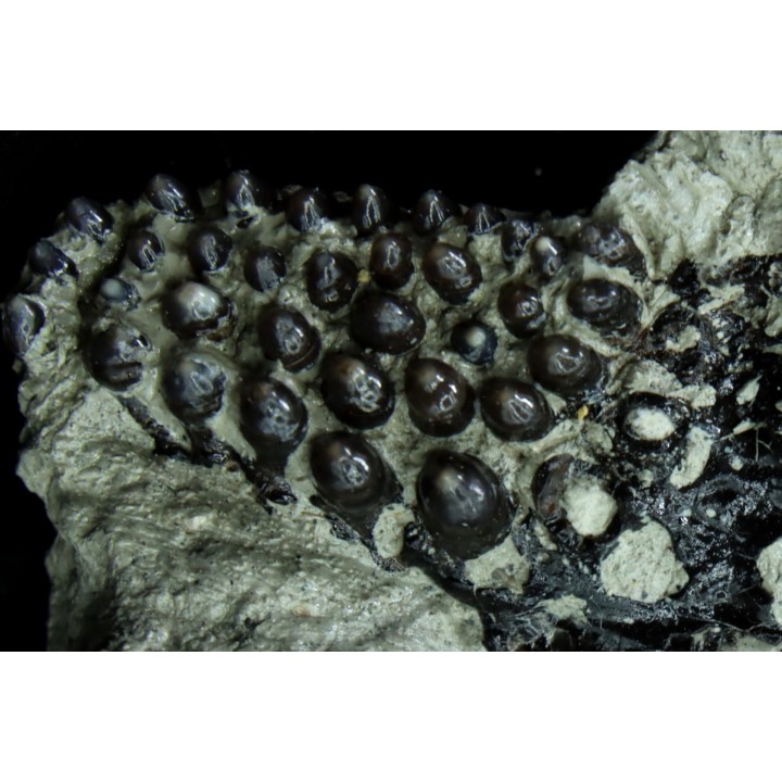 Dents de poisson type Lépidotes : Scheenstia mantelli  - Berriasien - Cherves-de-cognac, FRANCE