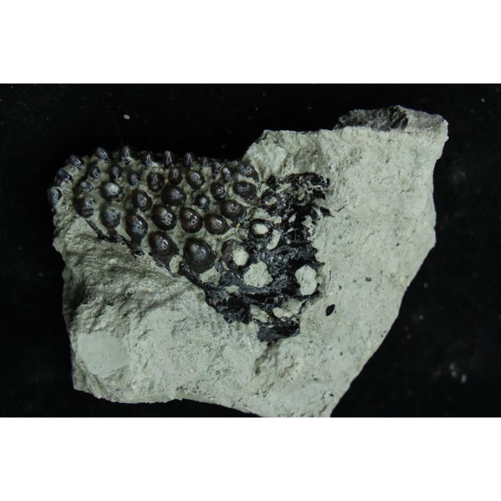 Lepidotes teeth : Scheenstia mantelli - Berriasian - Cherves-de-cognac, FRANCE