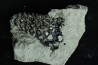 Lepidotes teeth : Scheenstia mantelli - Berriasian - Cherves-de-cognac, FRANCE