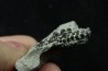 Lepidotes teeth : Scheenstia mantelli - Berriasian - Cherves-de-cognac, FRANCE