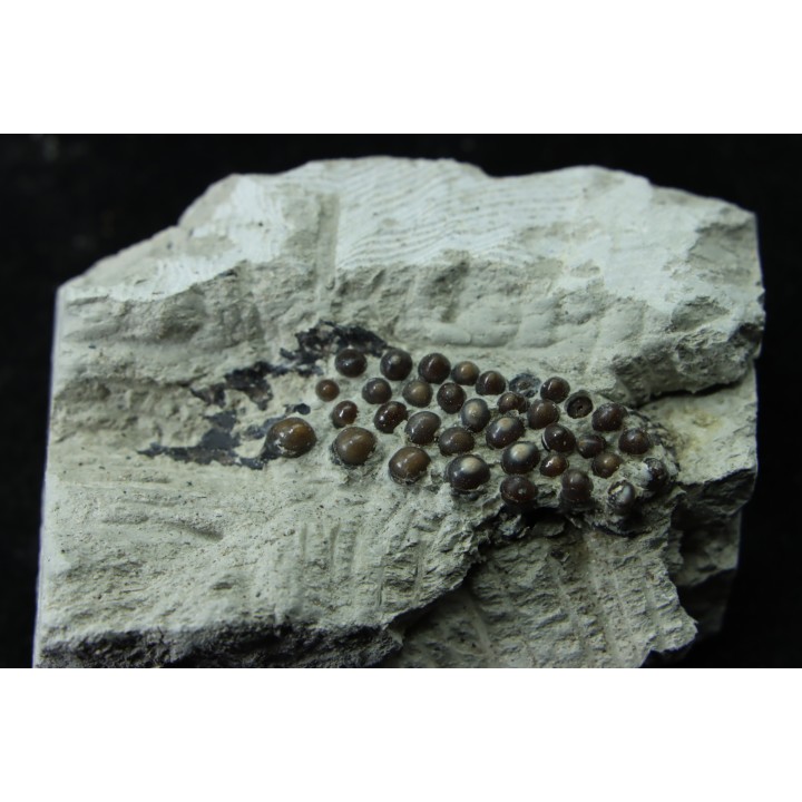 Lepidotes teeth Scheenstia mantelli - Berriasian - Cherves-de-cognac, FRANCE
