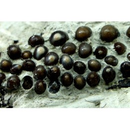 Dents de poisson type Lépidotes : Scheenstia mantelli - Berriasien - Cherves-de-cognac, FRANCE