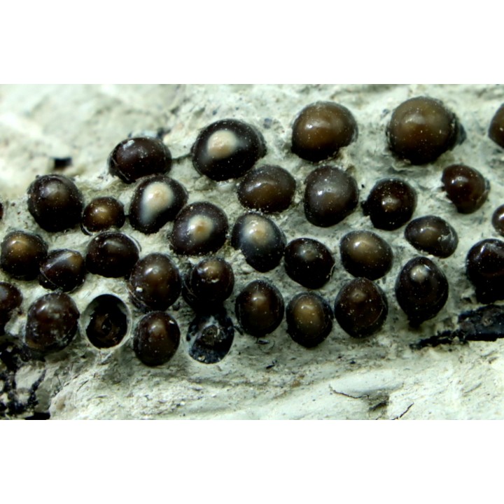 Lepidotes teeth Scheenstia mantelli - Berriasian - Cherves-de-cognac, FRANCE