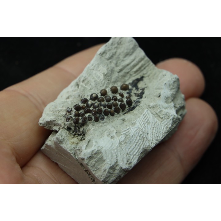 Lepidotes teeth Scheenstia mantelli - Berriasian - Cherves-de-cognac, FRANCE