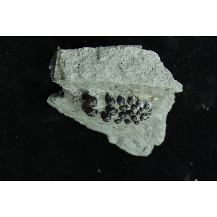 Dents de poisson type Lépidotes : Scheenstia mantelli - Berriasien - Cherves-de-cognac, FRANCE