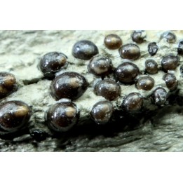 Lepidotes teeth : Scheenstia mantelli - Berriasian - Cherves-de-cognac, FRANCE