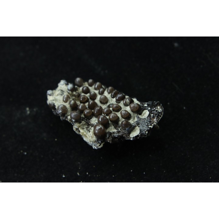 Dents de poisson type Lépidotes : Scheenstia mantelli  - Berriasien - Cherves-de-cognac, FRANCE