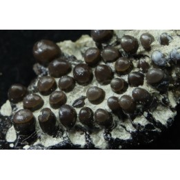 Lepidotes teeth : Scheenstia mantelli - Berriasian - Cherves-de-cognac, FRANCE