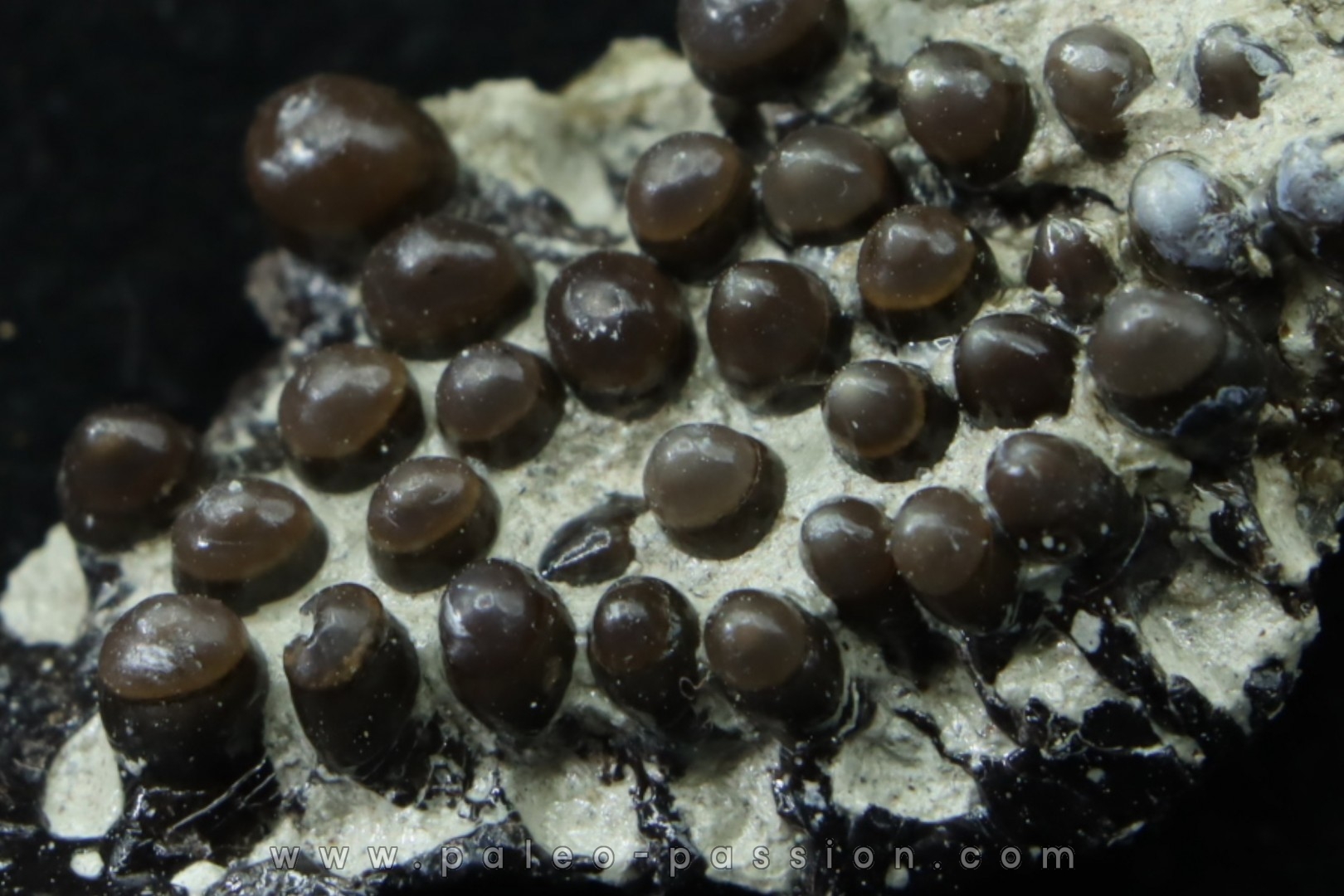 Lepidotes teeth : Scheenstia mantelli - Berriasian - Cherves-de-cognac, FRANCE