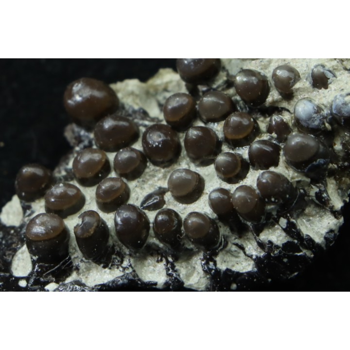 Lepidotes teeth : Scheenstia mantelli - Berriasian - Cherves-de-cognac, FRANCE