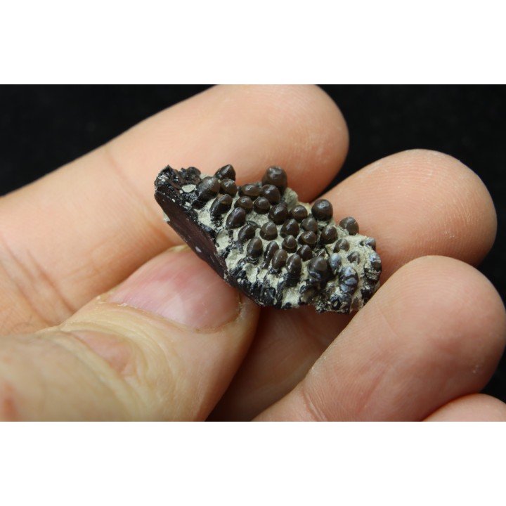 Lepidotes teeth : Scheenstia mantelli - Berriasian - Cherves-de-cognac, FRANCE
