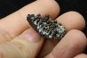 Lepidotes teeth : Scheenstia mantelli - Berriasian - Cherves-de-cognac, FRANCE