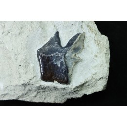 Lepidotes scale: Scheenstia mantelli - Berriasian - Cherves-de-cognac, FRANCE