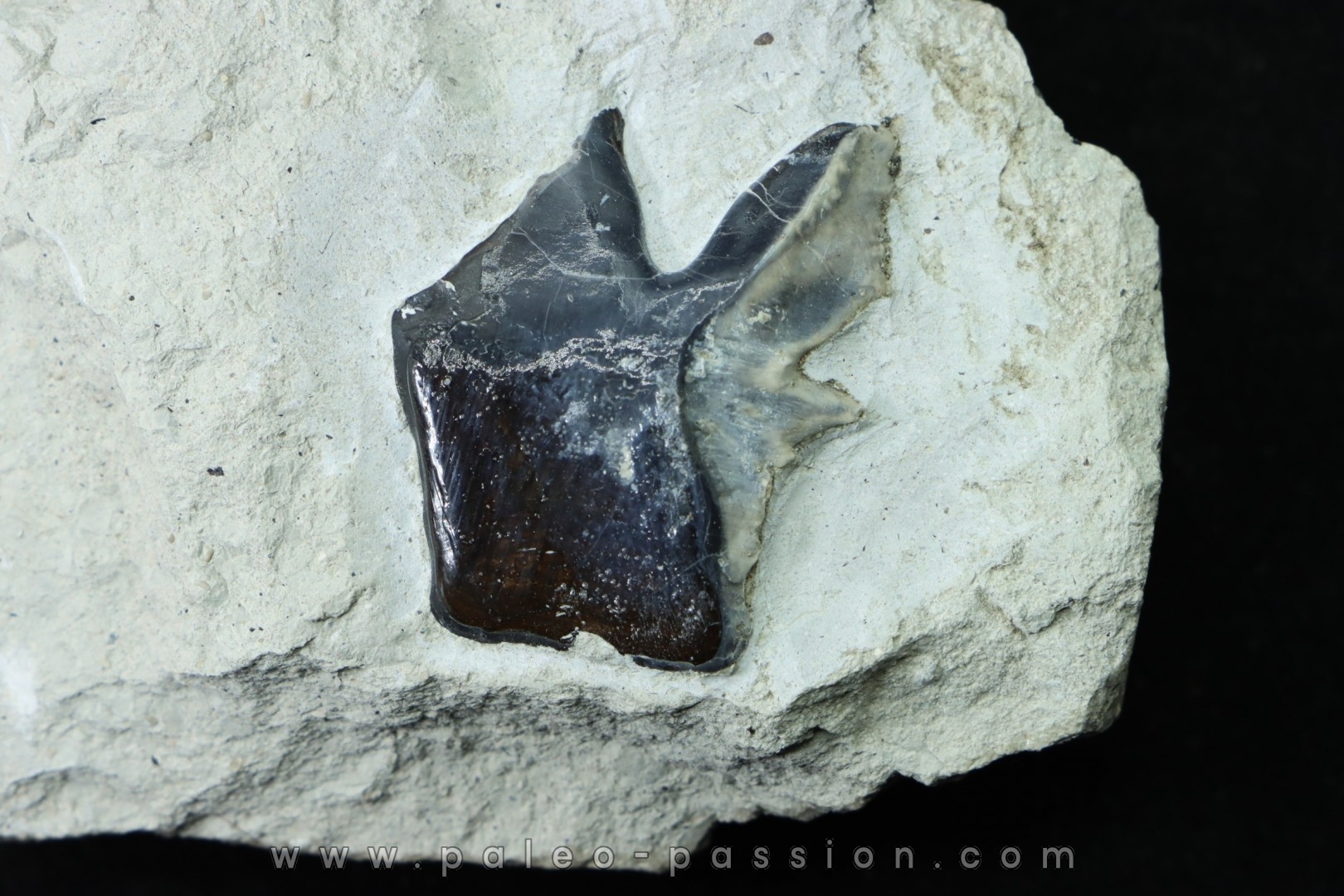 Ecaille de poisson type Lépidotes : Scheenstia mantelli - Berriasien - Cherves-de-cognac, FRANCE