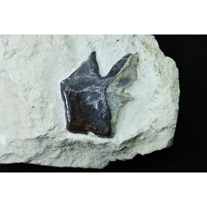 Ecaille de poisson type Lépidotes : Scheenstia mantelli - Berriasien - Cherves-de-cognac, FRANCE