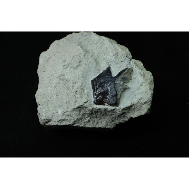 Lepidotes scale: Scheenstia mantelli - Berriasian - Cherves-de-cognac, FRANCE