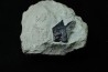 Lepidotes scale: Scheenstia mantelli - Berriasian - Cherves-de-cognac, FRANCE