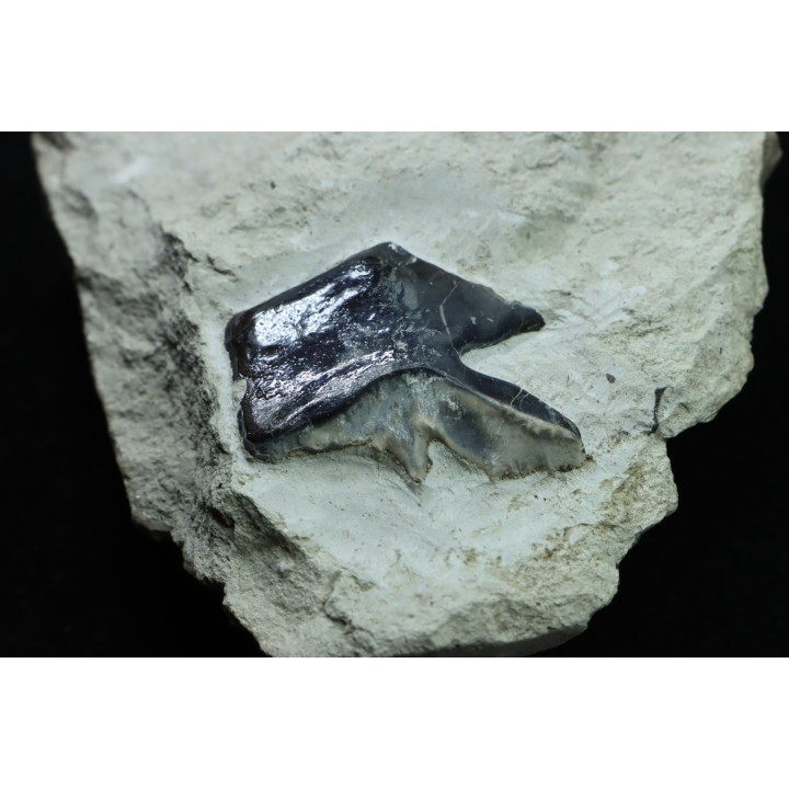 Lepidotes scale: Scheenstia mantelli - Berriasian - Cherves-de-cognac, FRANCE