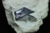 Lepidotes scale: Scheenstia mantelli - Berriasian - Cherves-de-cognac, FRANCE