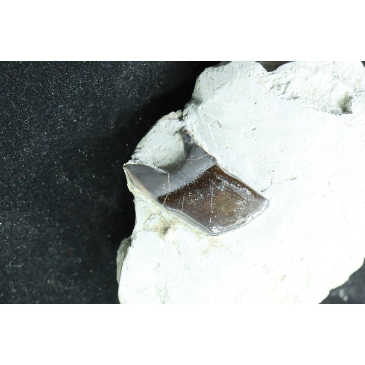 Ecaille de poisson type Lépidotes : Scheenstia mantelli - Berriasien - Cherves-de-cognac, FRANCE
