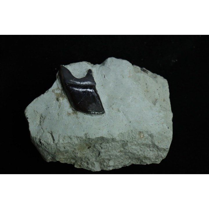Ecaille de poisson type Lépidotes : Scheenstia mantelli - Berriasien - Cherves-de-cognac, FRANCE