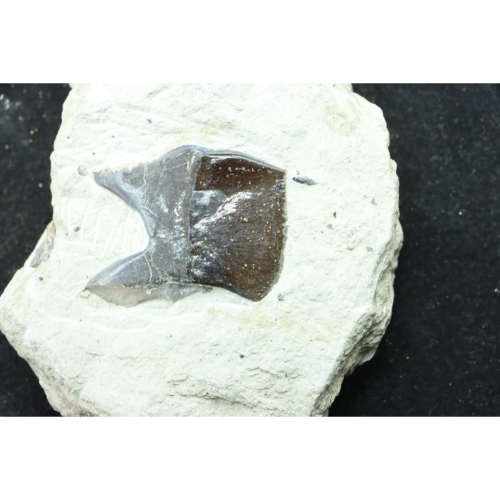Ecaille de poisson type Lépidotes : Scheenstia mantelli - Berriasien - Cherves-de-cognac, FRANCE