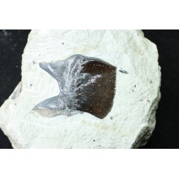 Lepidotes scale: Scheenstia mantelli - Berriasian - Cherves-de-cognac, FRANCE