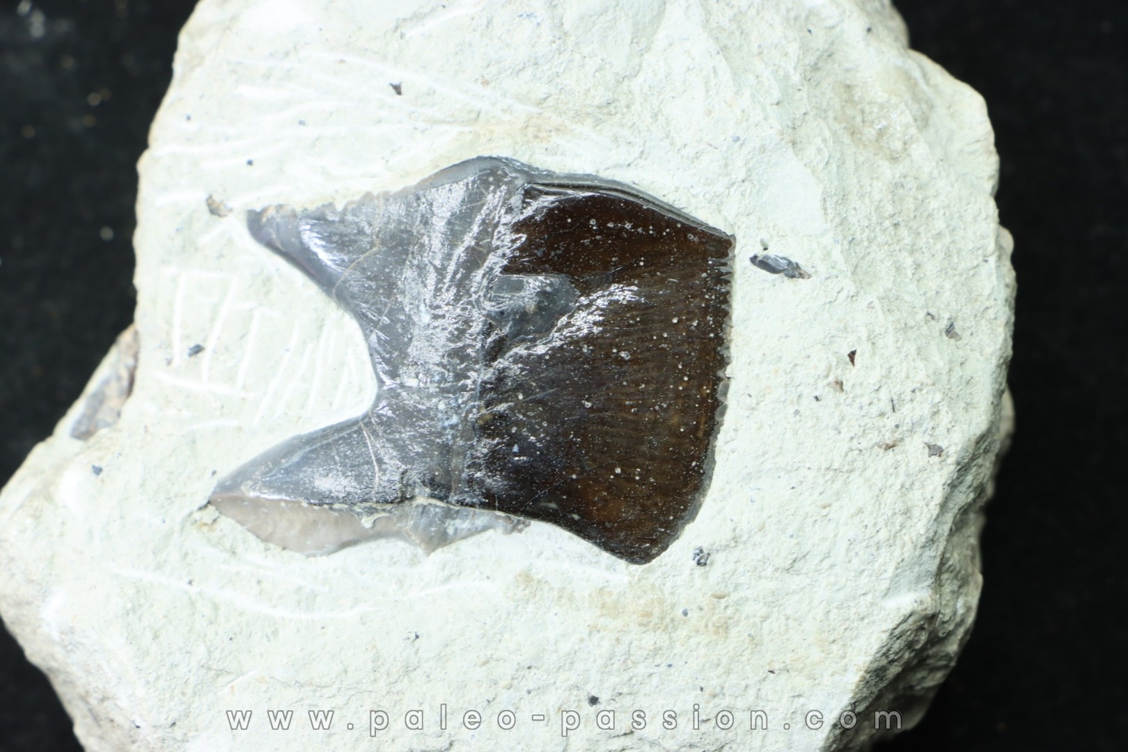 Lepidotes scale: Scheenstia mantelli - Berriasian - Cherves-de-cognac, FRANCE