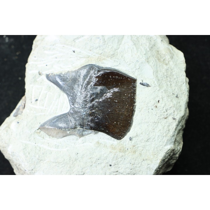 Ecaille de poisson type Lépidotes : Scheenstia mantelli - Berriasien - Cherves-de-cognac, FRANCE