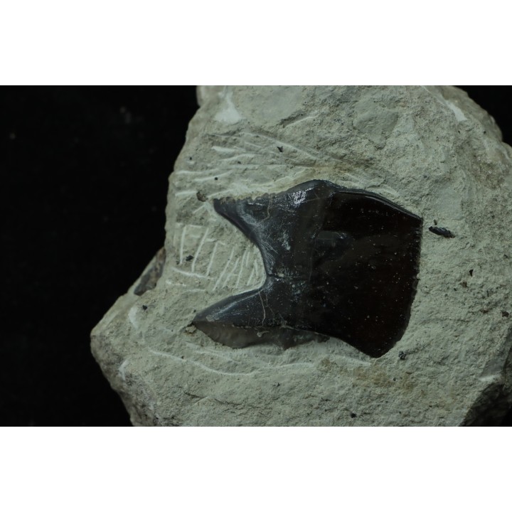 Ecaille de poisson type Lépidotes : Scheenstia mantelli - Berriasien - Cherves-de-cognac, FRANCE