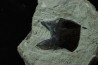 Ecaille de poisson type Lépidotes : Scheenstia mantelli - Berriasien - Cherves-de-cognac, FRANCE