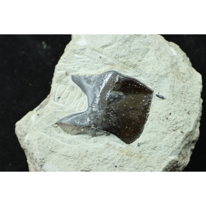 Ecaille de poisson type Lépidotes : Scheenstia mantelli - Berriasien - Cherves-de-cognac, FRANCE
