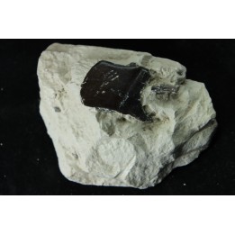 Lepidotes scale: Scheenstia mantelli - Berriasian - Cherves-de-cognac, FRANCE