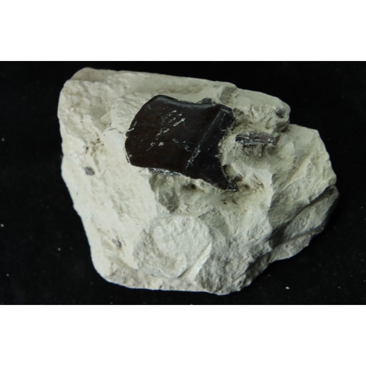 Ecaille de poisson type Lépidotes : Scheenstia mantelli - Berriasien - Cherves-de-cognac, FRANCE
