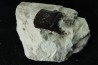 Lepidotes scale: Scheenstia mantelli - Berriasian - Cherves-de-cognac, FRANCE