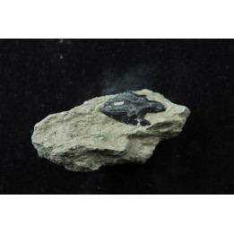 Lepidotes scale: Scheenstia mantelli - Berriasian - Cherves-de-cognac, FRANCE