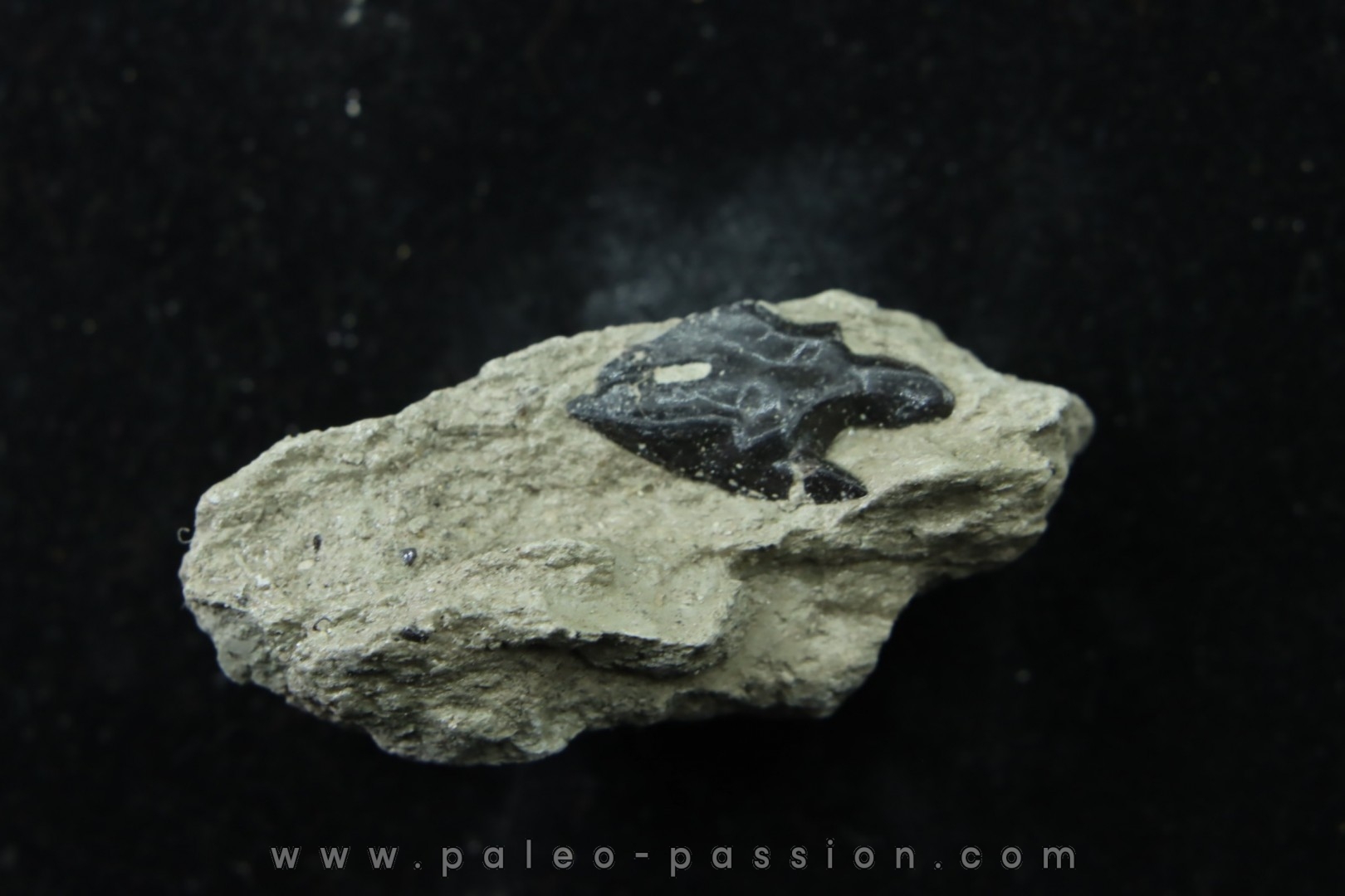 Ecaille de poisson type Lépidotes : Scheenstia mantelli - Berriasien - Cherves-de-cognac, FRANCE