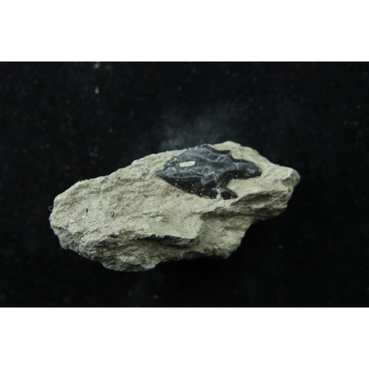 Ecaille de poisson type Lépidotes : Scheenstia mantelli  - Berriasien - Cherves-de-cognac, FRANCE