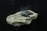 Lepidotes scale: Scheenstia mantelli - Berriasian - Cherves-de-cognac, FRANCE