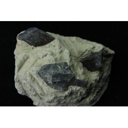 Ecaille de poisson type Lépidotes : Scheenstia mantelli  - Berriasien - Cherves-de-cognac, FRANCE
