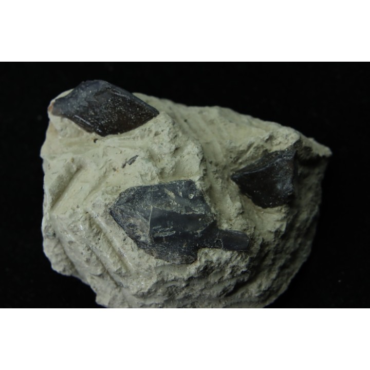 Ecaille de poisson type Lépidotes : Scheenstia mantelli  - Berriasien - Cherves-de-cognac, FRANCE