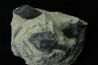 Lepidotes scale: Scheenstia mantelli - Berriasian - Cherves-de-cognac, FRANCE